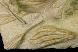 Plate Of Ordovician Crinoid Fossils - Marzane, Morocco #171270-1